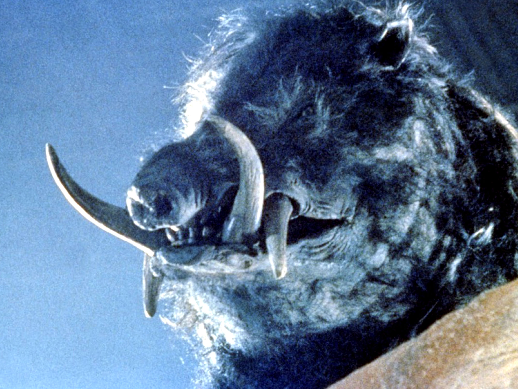 Seven classic animal attack movies you've never heard of - Little White Lies