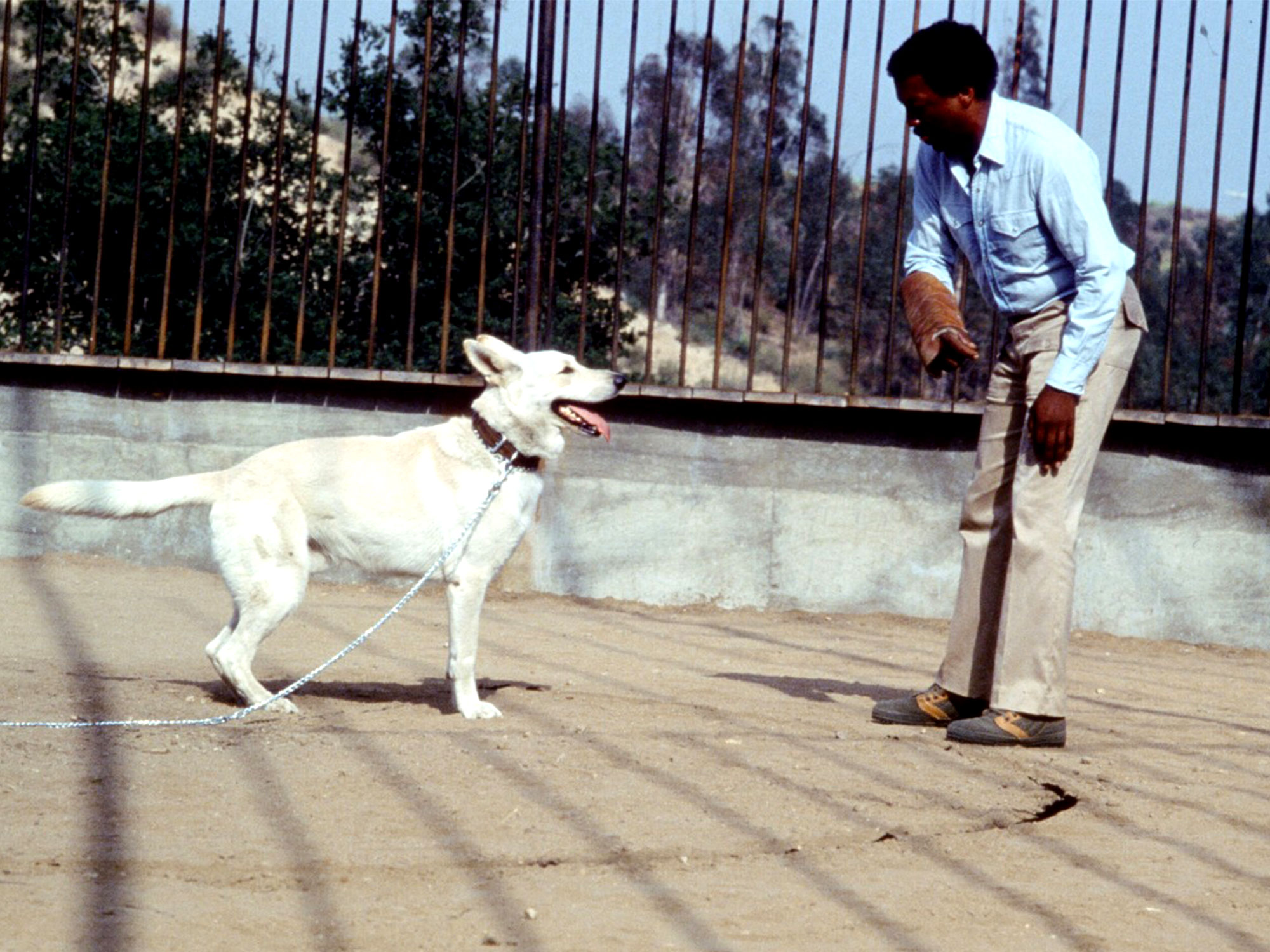 Paul Winfield in White Dog (1982)