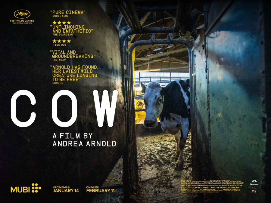 The bovine life cycle makes for high drama in the first Cow trailer
