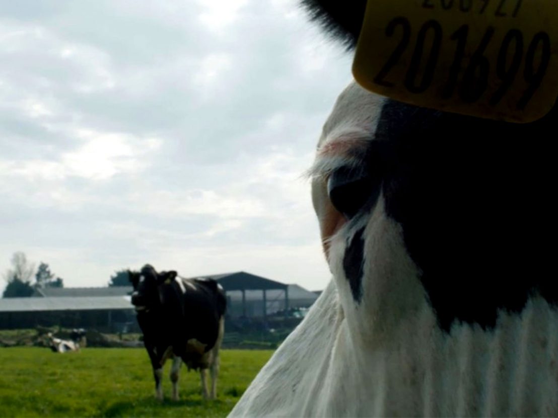 Still from the film Cow. Image Description: The face of a black and white cow fills the right half of the screen. The cow's eye is in the centre of the image. There is a black cow in the left hand side of the image, which is slightly blurred. 
