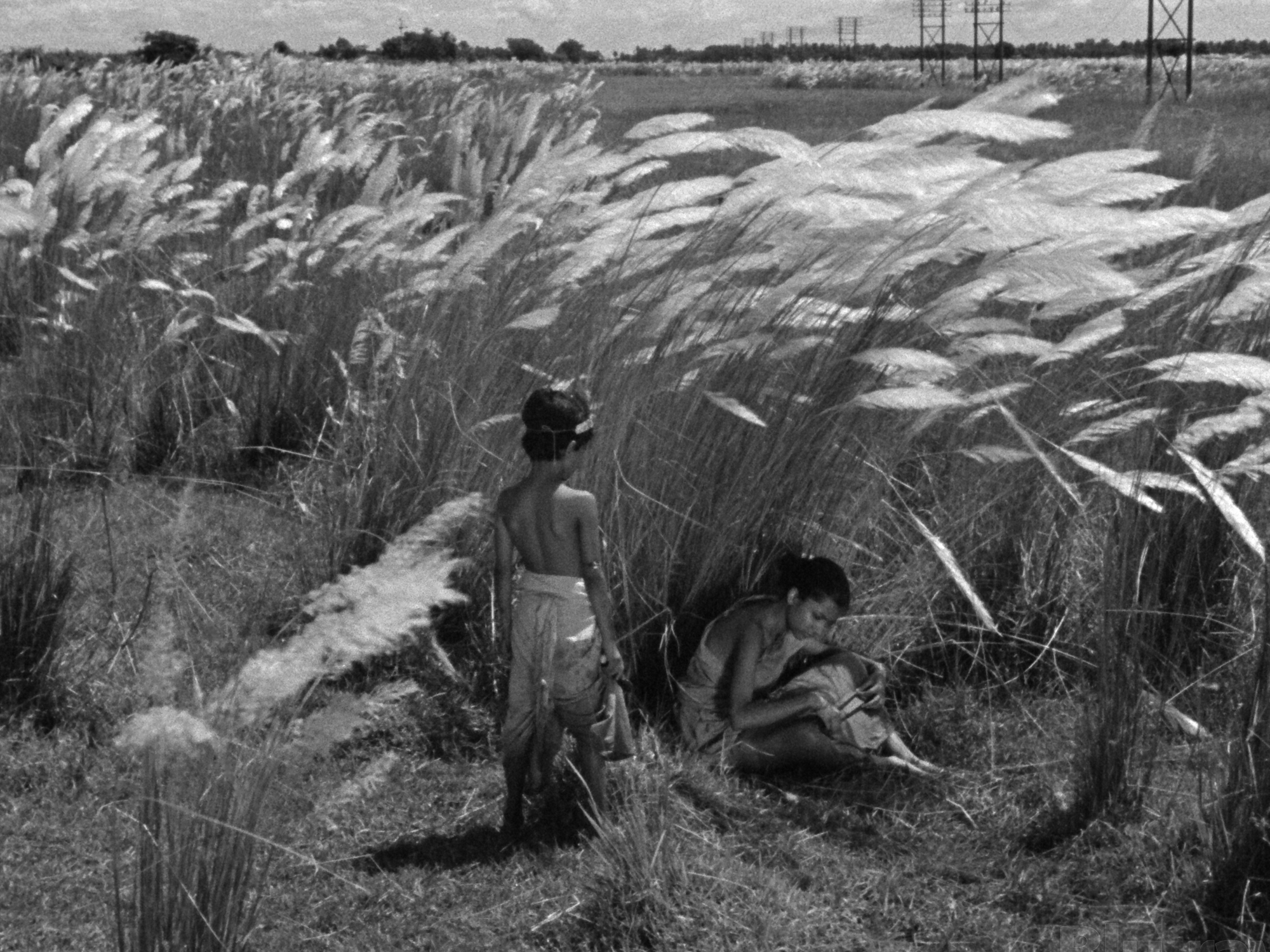 A summer with Satyajit Ray