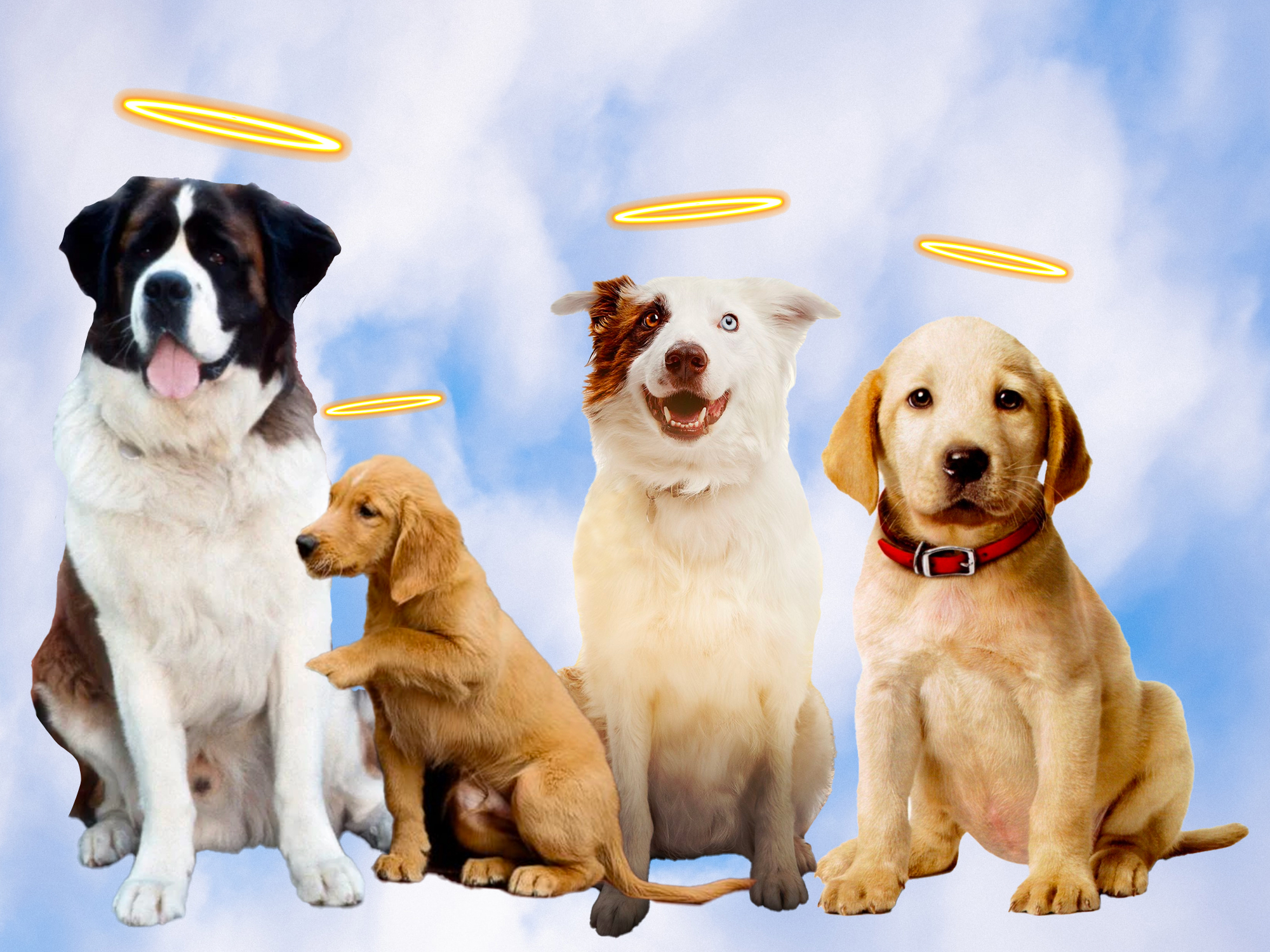 Close to dogliness: the Christian undertones of canines in Hollywood